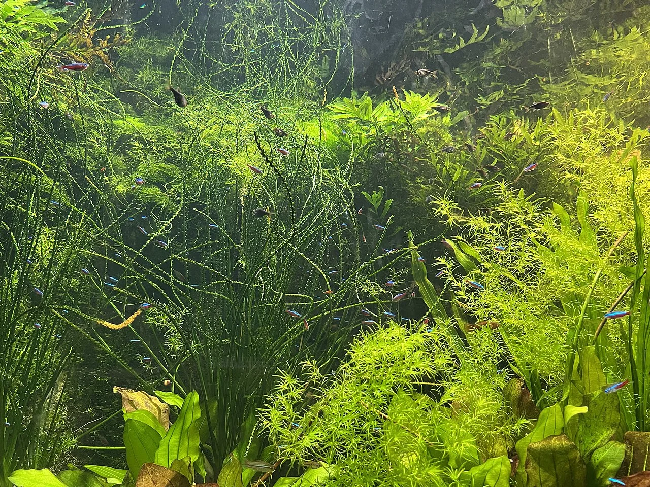 Planted freshwater aquarium, shown as a habitat reference