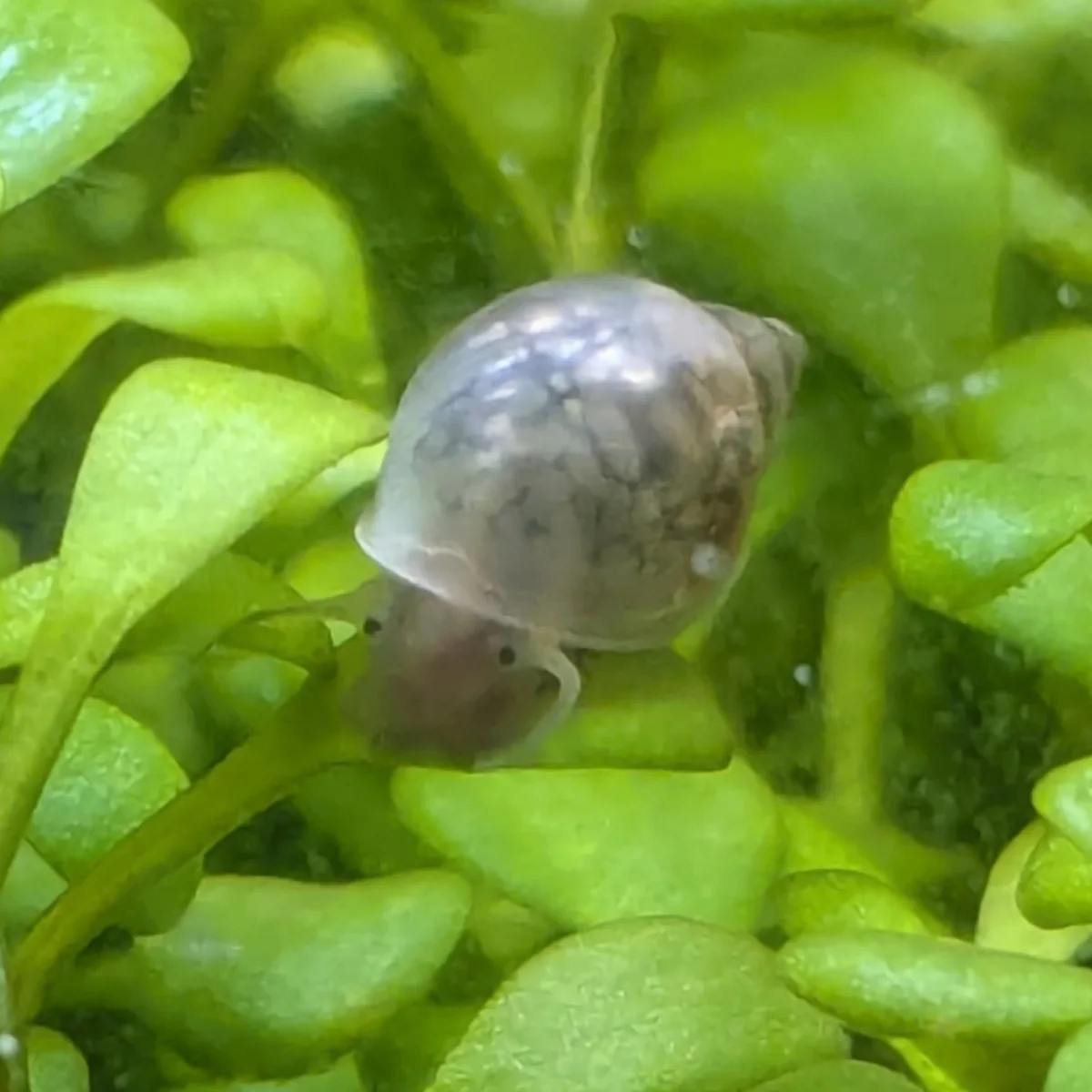 Bladder snail on an aquarium plant, shown as a species reference