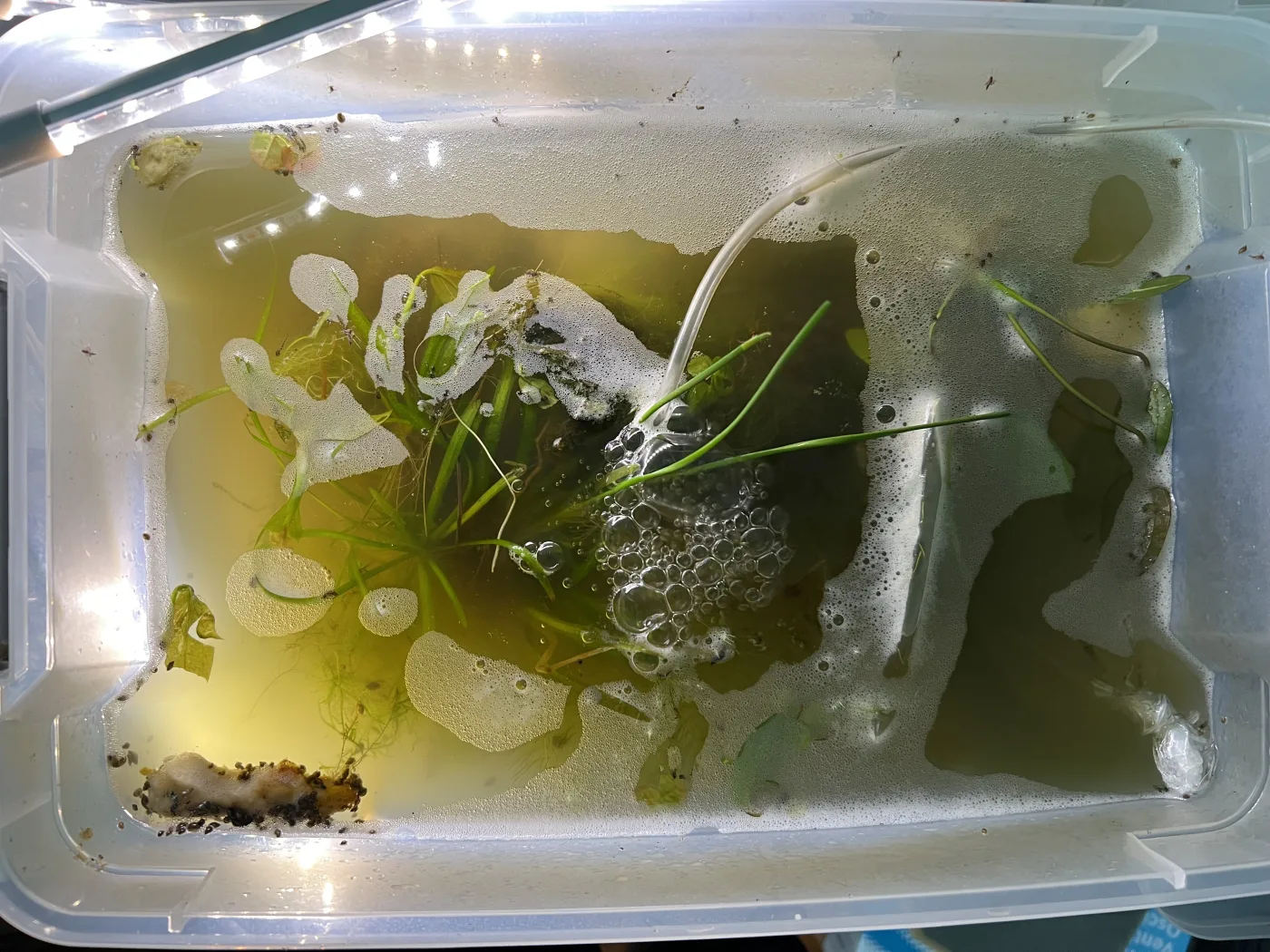 Top view of owner-maintained freshwater grow-out Container 1
