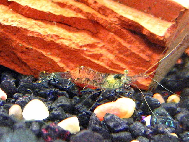 Ghost shrimp in a freshwater aquarium, shown as a group reference