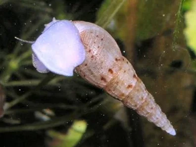 Malaysian trumpet snail species reference