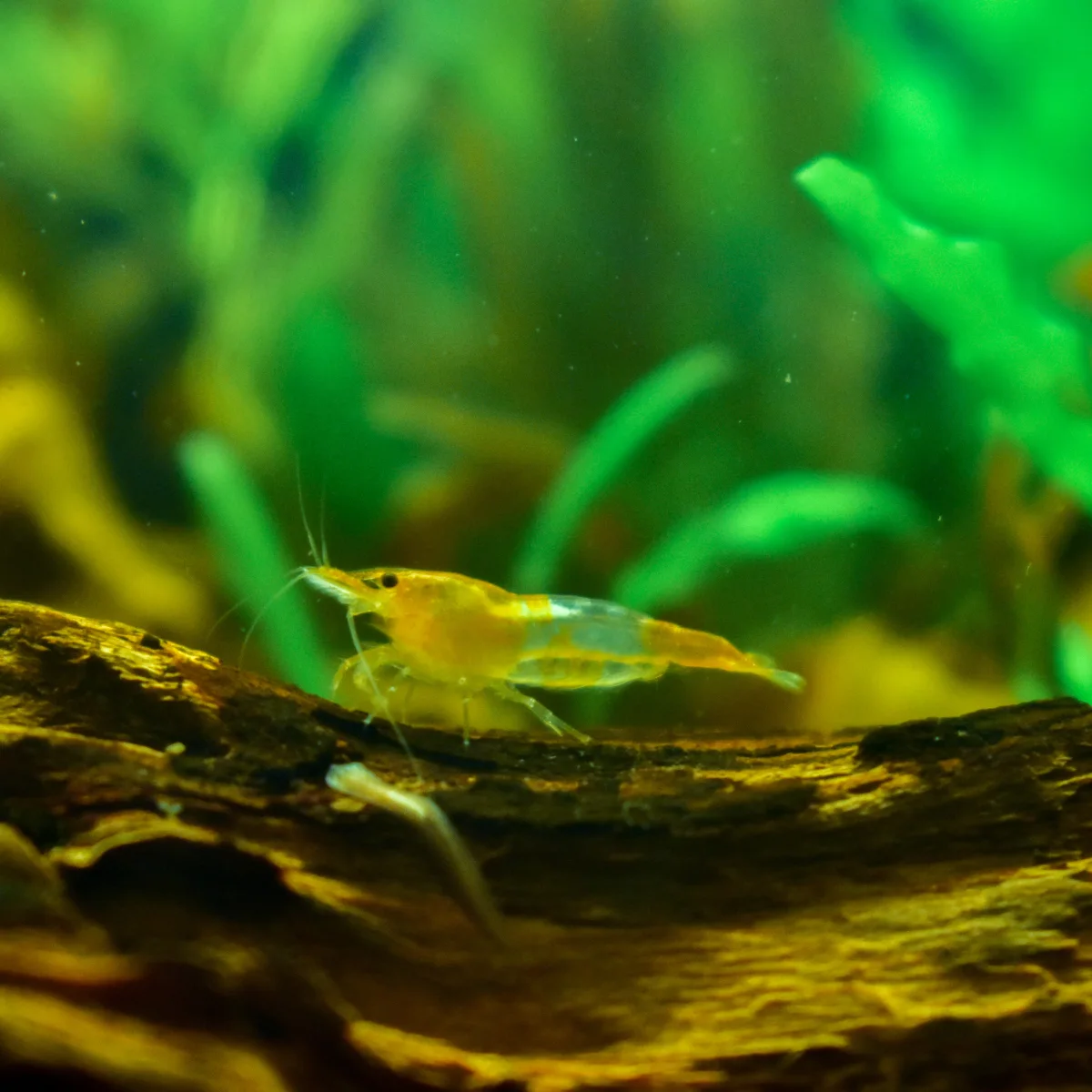Orange rili Neocaridina shrimp, shown as a color reference only
