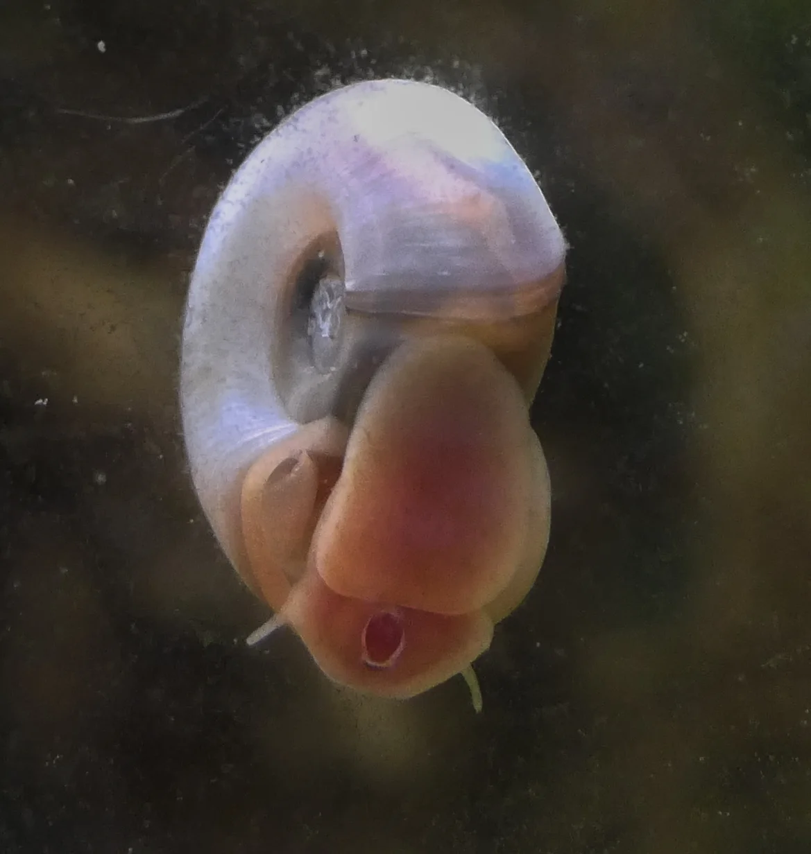 Ramshorn snail species reference